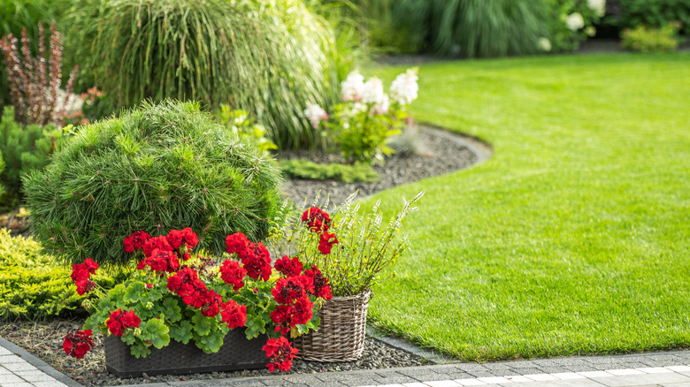 red geraniums flourish in a garden bordered by neatly trimmed grass and ornamental plants.