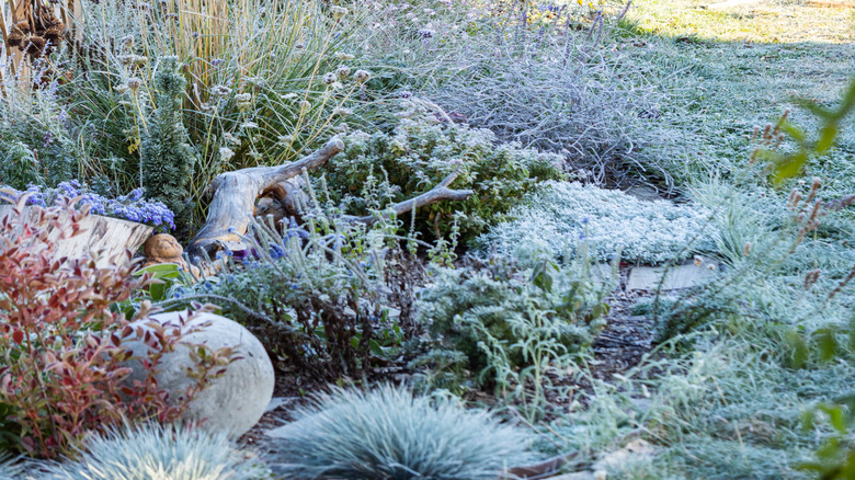 Ornamental grass garden with frost