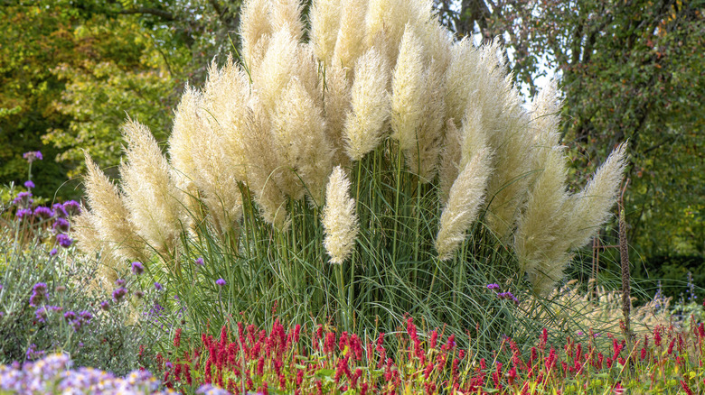 White pampass grass in a landscape