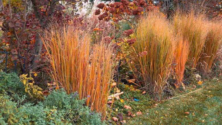 a living fence made up of orange Northwind ornamental grasses, Panicum Virgatum, strawberry vanilla panicle hydrangeas and smokebush