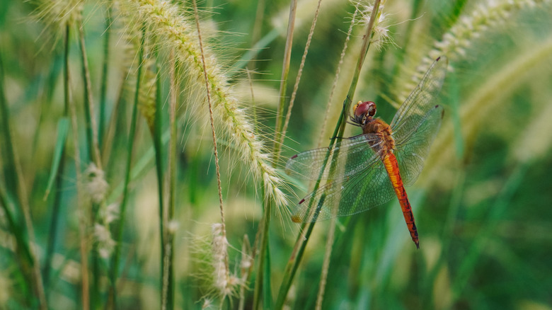 Close-up of orange dragonfly on reeds