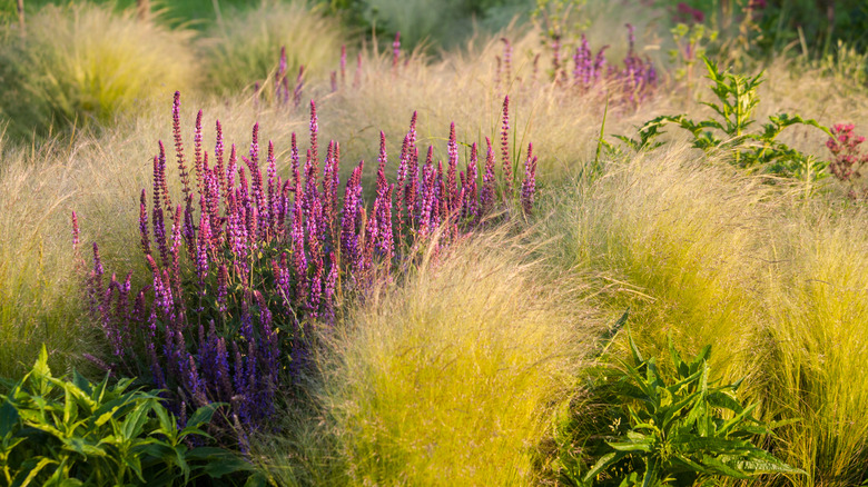 Ornamental garden, with grasses and various perennial flowers in mixed borders and flower beds