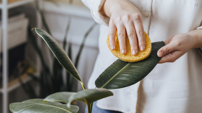 Cleaning houseplant leaves