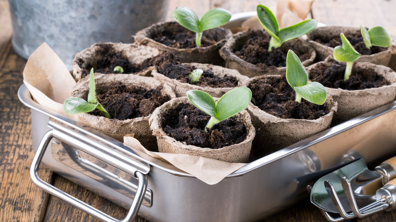 seed pots in baking dish