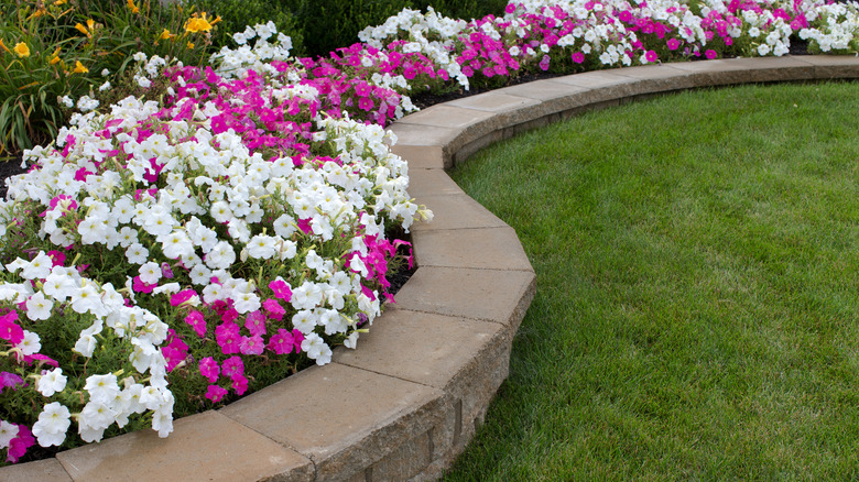 curvy stone wall flower border