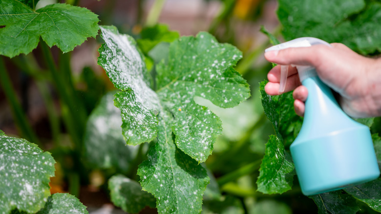 person spraying powdery mildew on plant