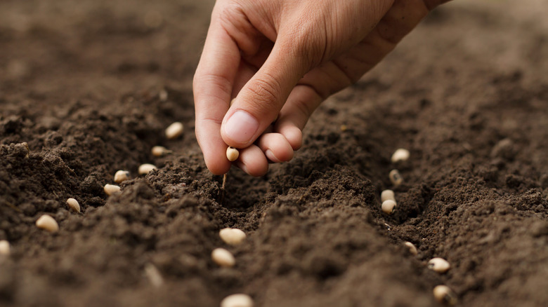 person sowing seeds