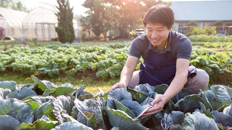 Man checking lettuce plants