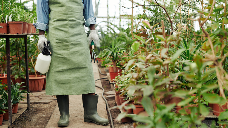 Man standing in greenhouse