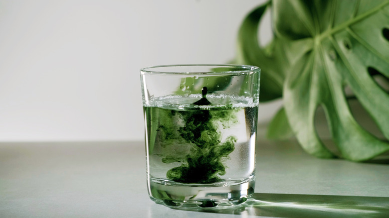 chlorophyll in water