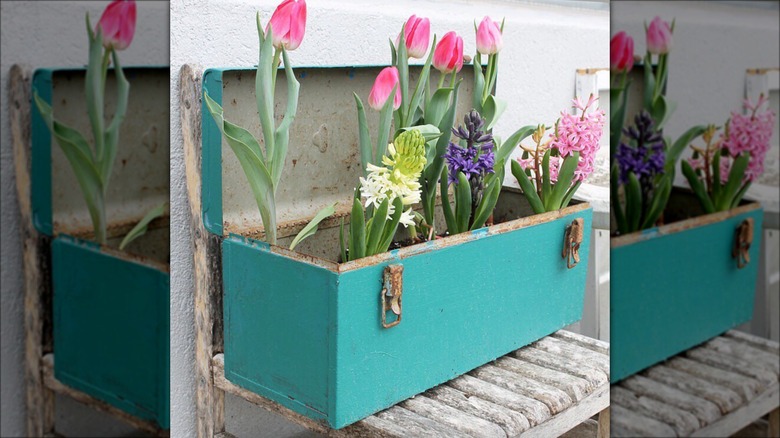 teal toolbox planter with tulips