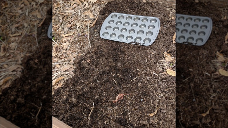 muffin tin in a garden