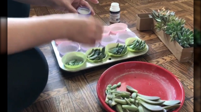 muffin tin with leaves