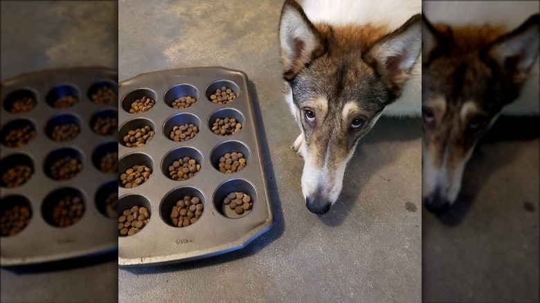 muffin tin with pet food