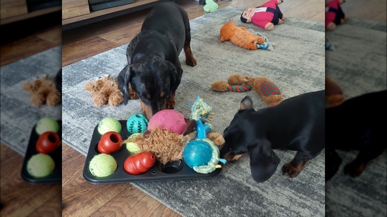 muffin tin with pet toys