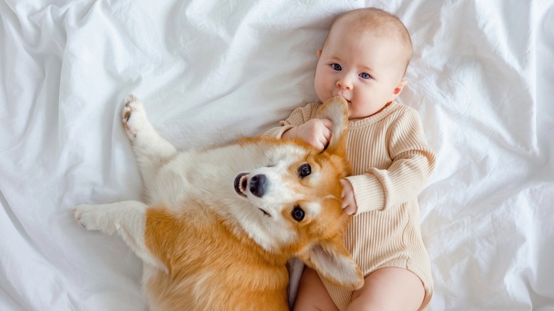 dog and baby