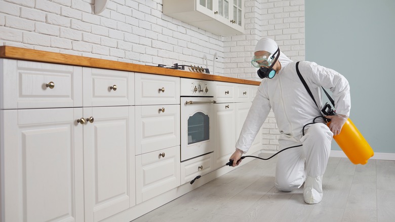 Spraying bug spray in kitchen