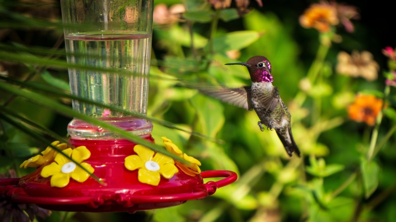 Hummingbird flying near a feeder 