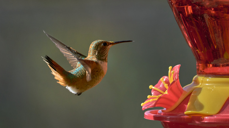 Hummingbird at a feeder 