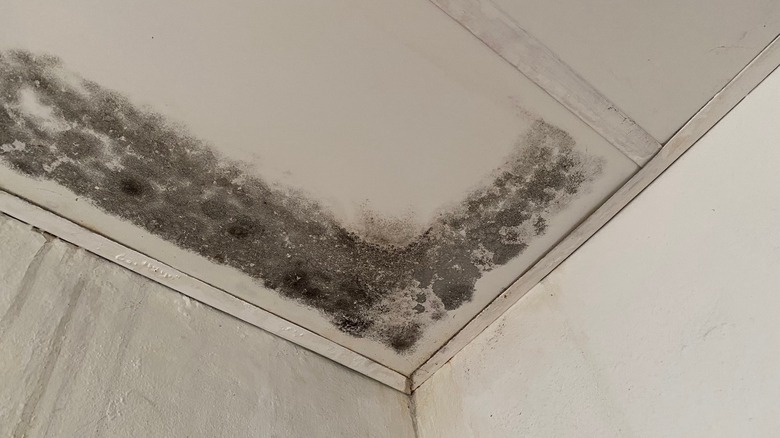 black mold