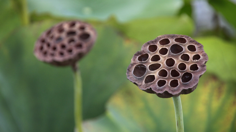 dried lotus flower seed pods