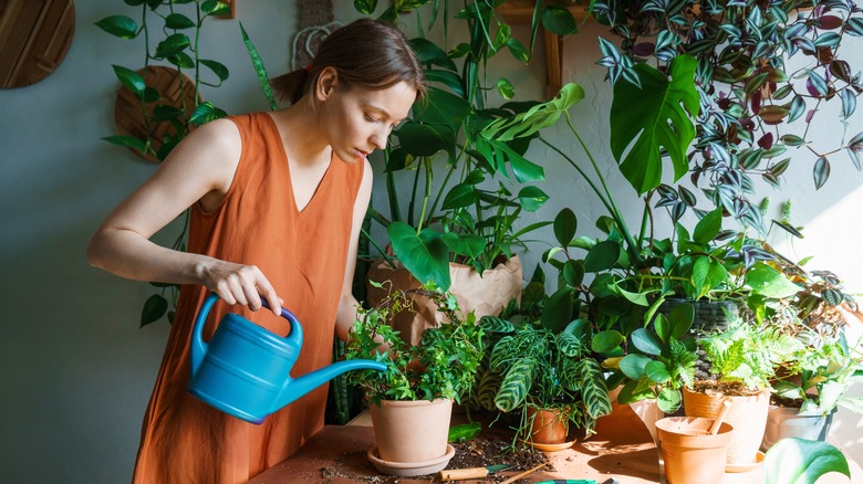 Woman watering houseplants 