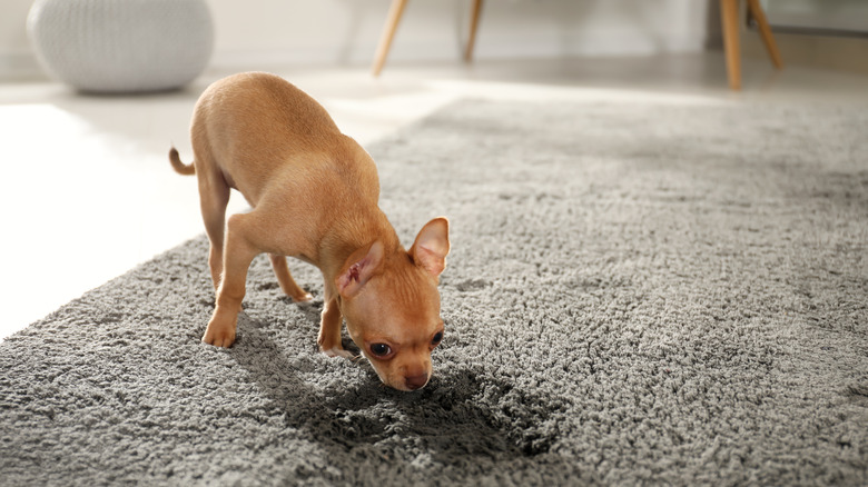 Dog sniffing urine stain on carpet