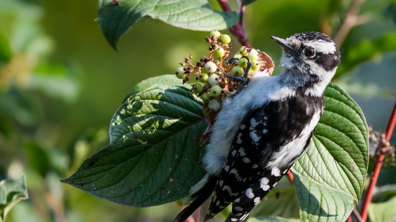 Bird eating berries from dogwood 