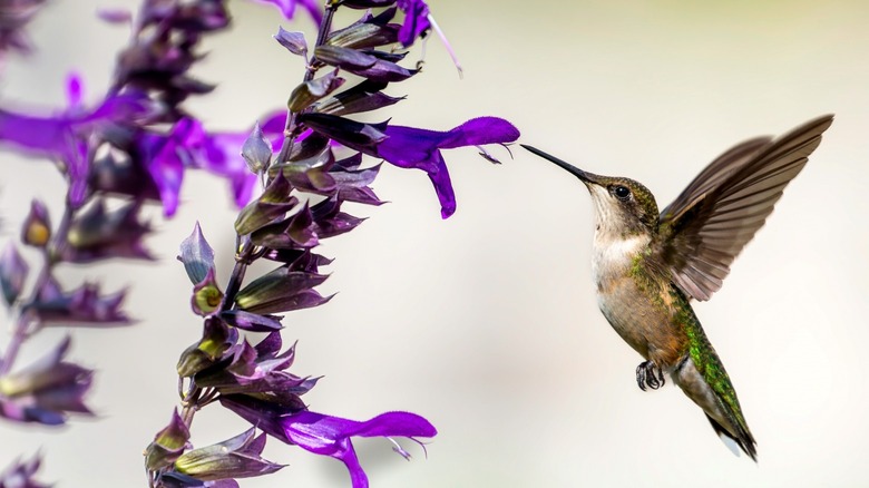 Hummingbird feeding on lilac bush