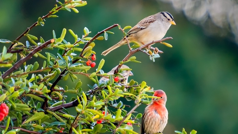 Three birds on pyracantha bush 