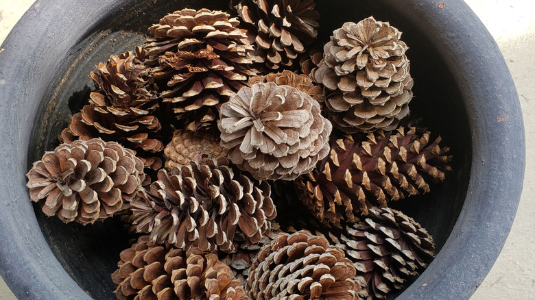 pinecones in planter