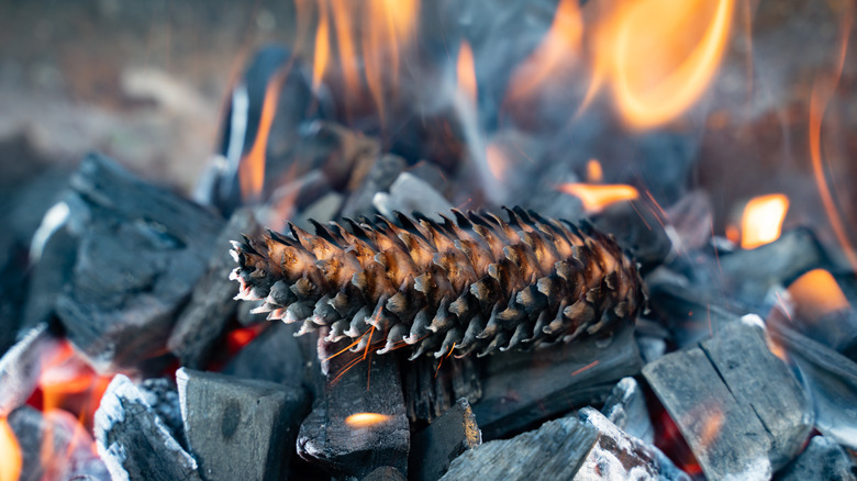 pinecone fire starter