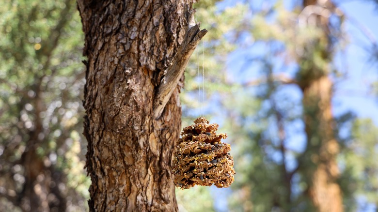 pinecone bird feeder