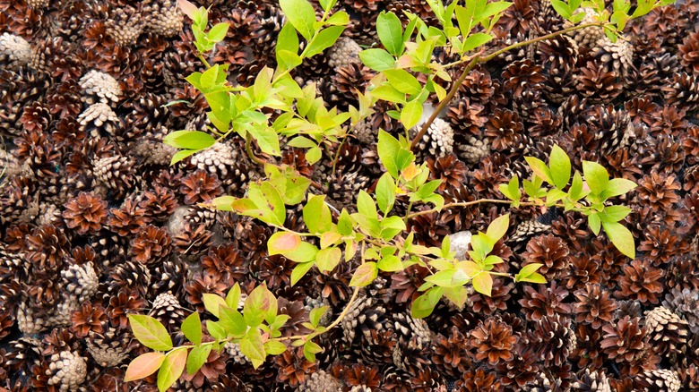 pinecone mulch around blueberry plant