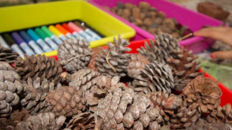 pens and pinecones