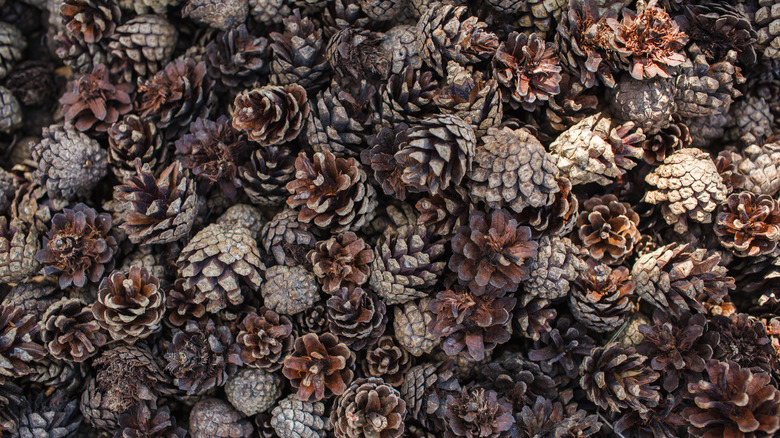 group of pinecones