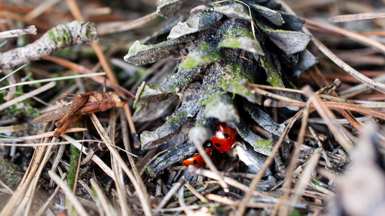 ladybugs in a pinecone