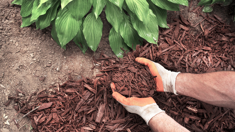 Spreading cedar mulch around hosta