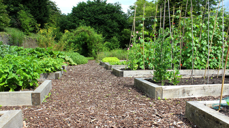 Vegetable garden with mulch paths