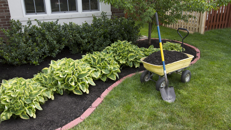 Mulch in garden bed and wheelbarrow