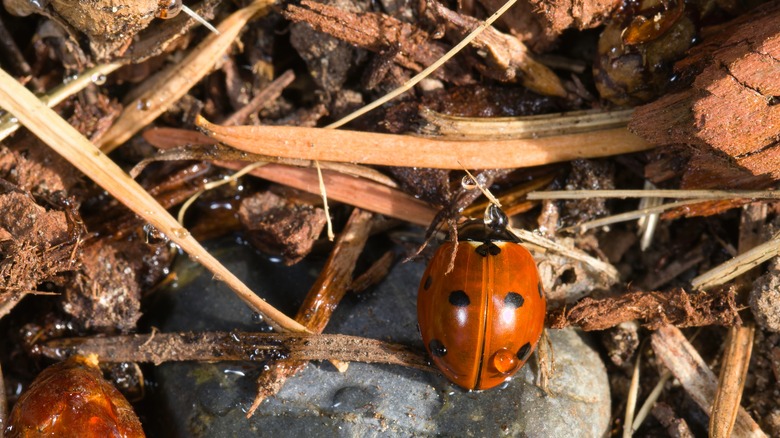 Ladybug on mulch