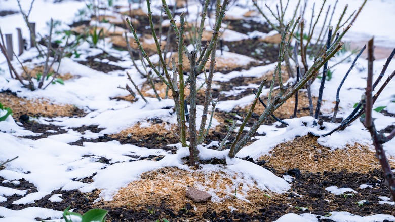 Frost on mulched canes