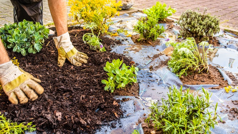 Laying mulch on landscape fabric