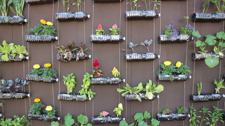 Water bottle vertical garden