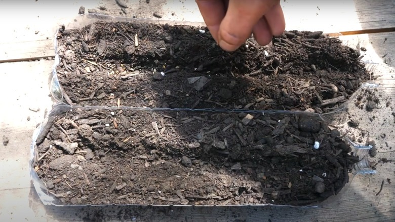 Water bottle seedling tray