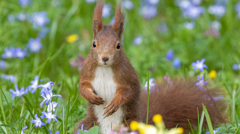 Squirrel in the garden