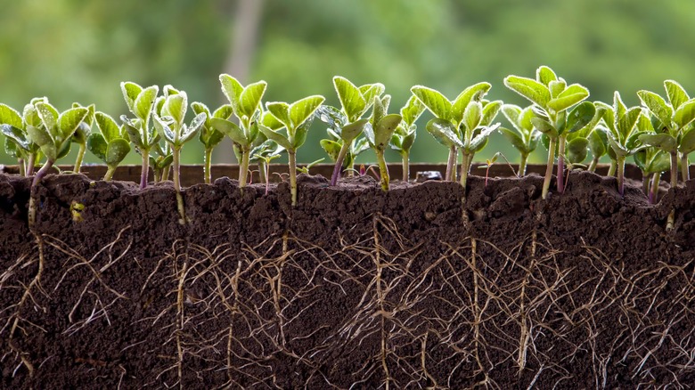 Plants growing roots