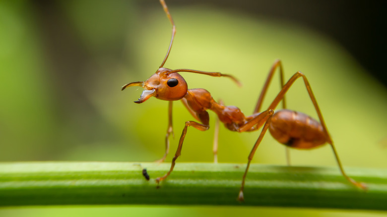 ant in garden