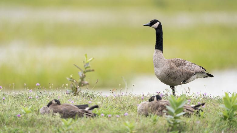 Goose standing in grass