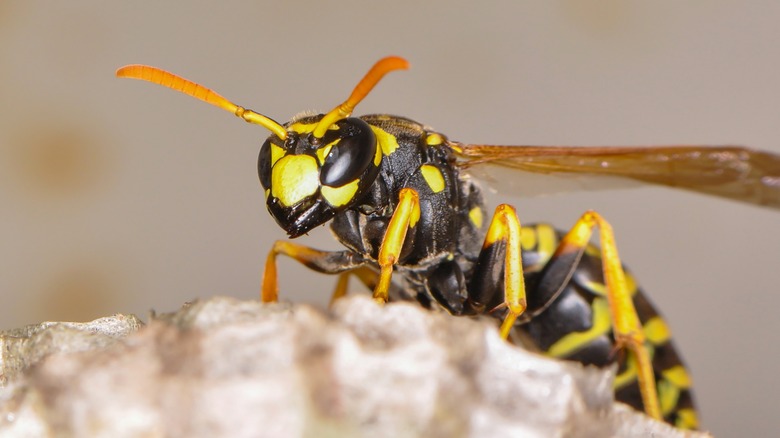 Wasp on a hive